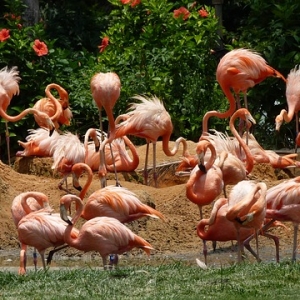 Un hotel de luxe aux Bahamas recrute un responsable des flamants roses