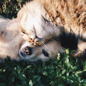 Monhebergementanimal : le Airbnb pour l'hébergement des animaux de compagnie