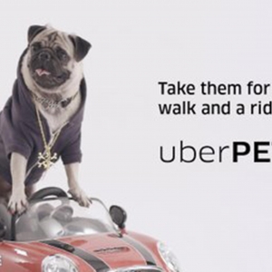 Uber Pet : une fonctionnalité pour voyager avec son animal de compagnie