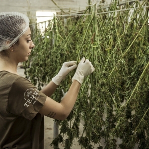 Uber et la livraison de cannabis aux Etats-Unis