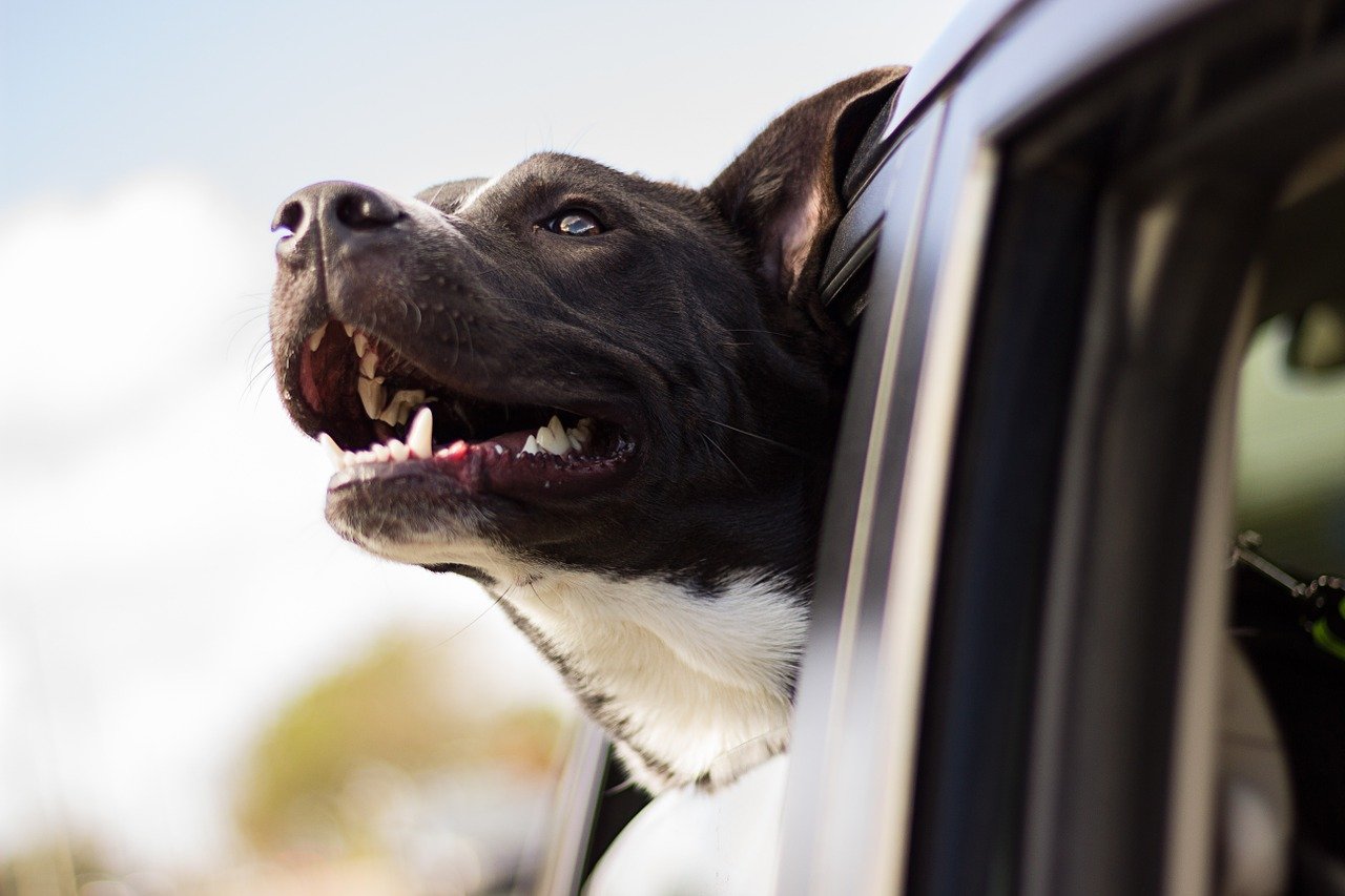 Uber Pet : réserver un chauffeur pour voyager avec son animal de compagnie