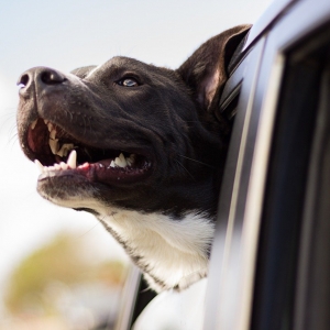 Uber Pet : réserver un chauffeur pour voyager avec son animal de compagnie