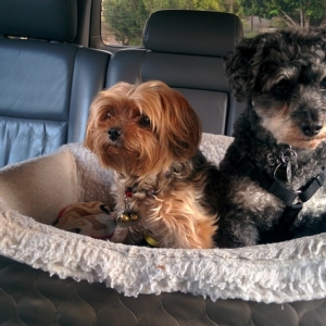 Le service Uber Pet disponible en Suisse
