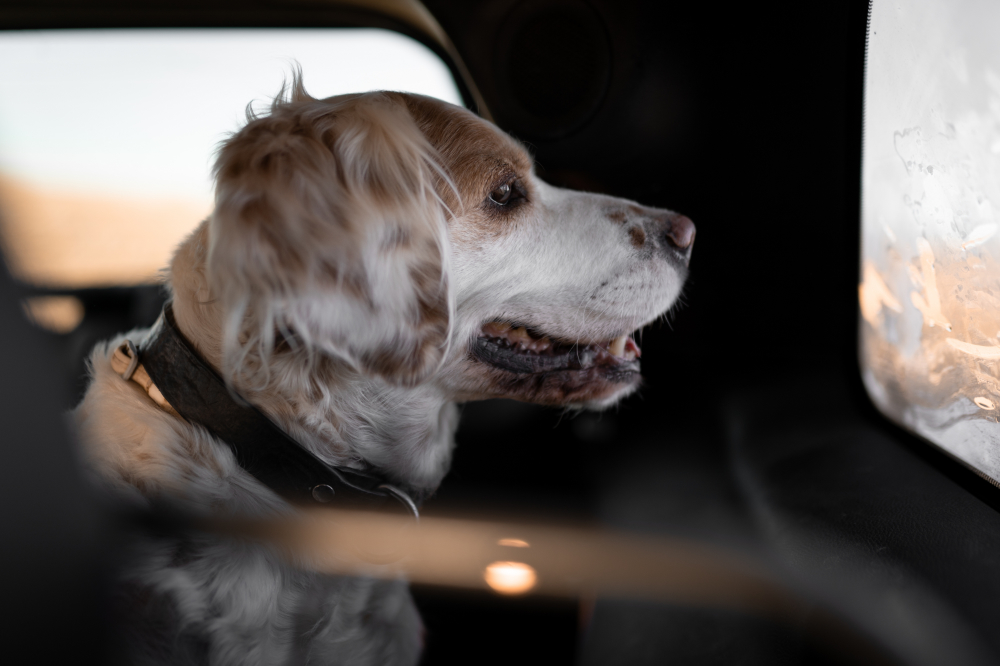 La fonctionnalité Uber Pet disponible partout en France