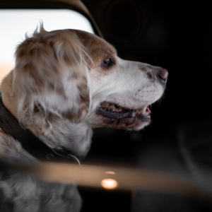 La fonctionnalité Uber Pet disponible partout en France