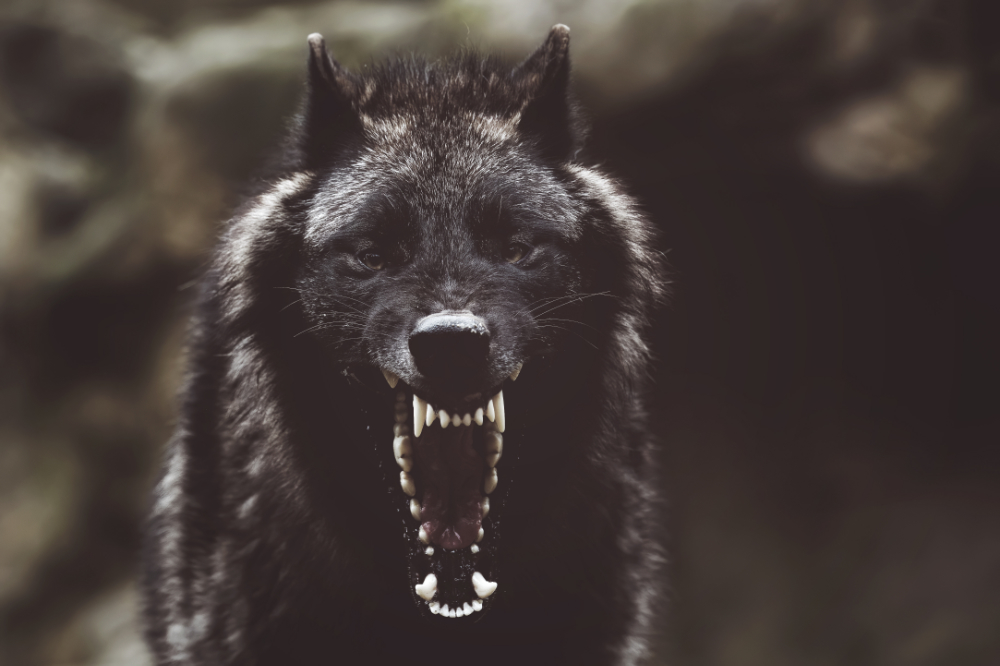 Black Wolf, la nouvelle application de covoiturage armé, lancée à Atlanta