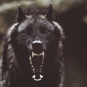 Black Wolf, la nouvelle application de covoiturage armé, lancée à Atlanta